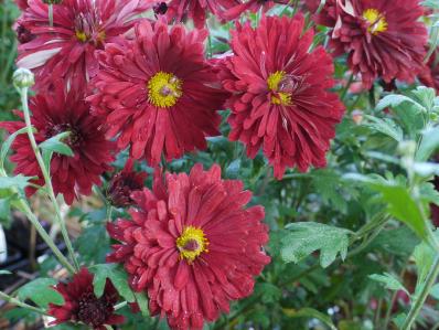 CHRYSANTHEMUM INDICUM 'OURY'