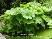 DARMERA PELTATA