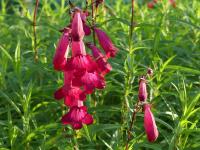 PENSTEMON 'GARNET'