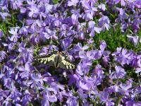 PHLOX SUBULATA 'EMERALD CUSHION BLUE'