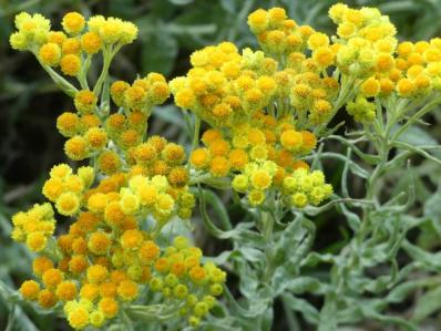 HELICHRYSUM TIANSCHANICUM