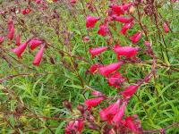 PENSTEMON 'WINDSOR RED'