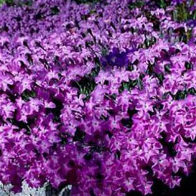 DIANTHUS GRATIANOPOLITANUS 'NORDSTJERNEN'