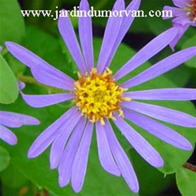 ASTER RADULA