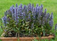 AJUGA X TENORII 'CHOCOLATE CHIPS'