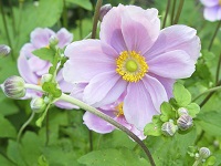 ANEMONE HUPEHENSIS 'SEPTEMBER CHARM'