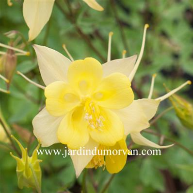 AQUILEGIA CHRYSANTHA 'DENVER GOLD'