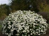 ASTER AGERATOIDES 'ASHVI'