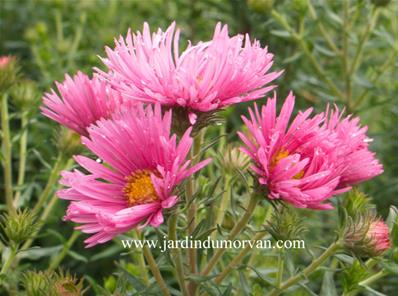 ASTER NOVAE ANGLIAE 'BARR'S PINK'