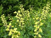 BAPTISIA SPHAEROCARPA