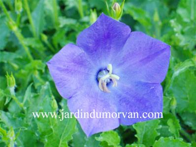 CAMPANULA CARPATICA TURBINATA 'KARL FOERSTER'