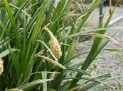 CAREX PENDULA