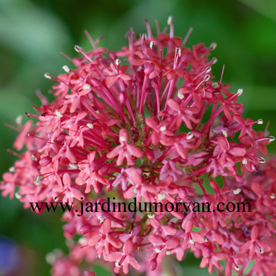 CENTRANTHUS RUBER 'COCCINEUS'