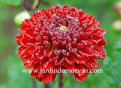 CHRYSANTHEMUM 'JULIE LA GRAVERE'