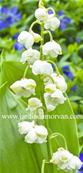 CONVALLARIA MAJALIS FLORE PLENO MALTAT'