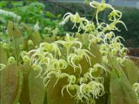 EPIMEDIUM GRANDIFLORUM KOREANUM