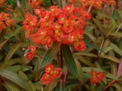 EUPHORBIA GRIFFITHII 'DIXTER'