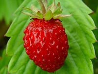 FRAGARIA VESCA 'ILLA MARTIN'