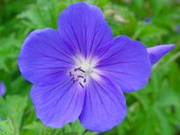 GERANIUM 'BROOKSIDE'