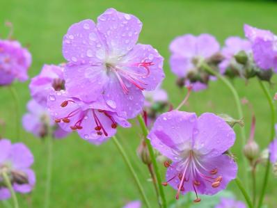 GERANIUM X CANTABRIGIENSE 'CAMBRIDGE'