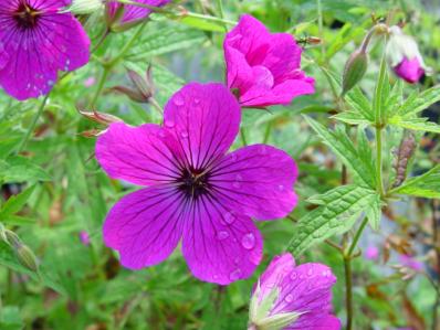 GERANIUM 'RED ADMIRAL'