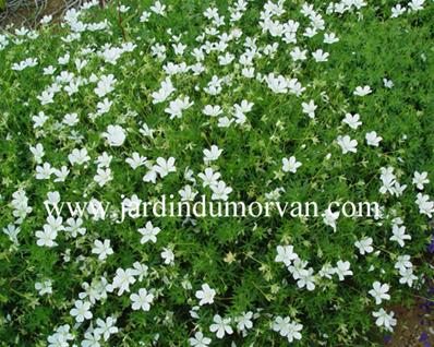 GERANIUM SANGUINEUM 'ALBUM'