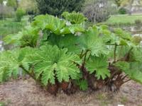 GUNNERA TINCTORIA