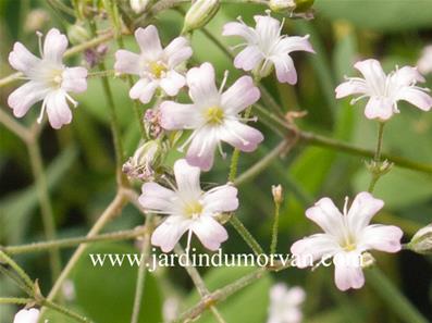 GYPSOPHILA PACIFICA