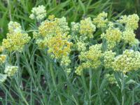 HELICHRYSUM 'SULPHUR LIGHT'