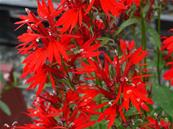 LOBELIA CARDINALIS