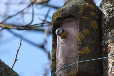 Nourrir les oiseaux