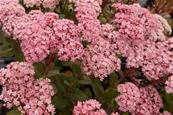 SEDUM 'VELUWSE VAKEL' (112)