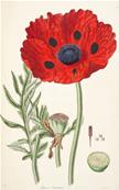 PAPAVER BRACTEATUM