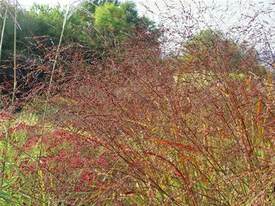 PANICUM VIRGATUM 'WARRIOR'