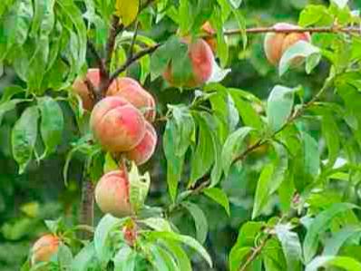 Pêcher de vigne