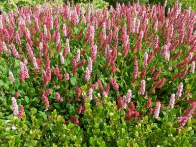 POLYGONUM AFFINIS ‘DARJEELING RED’