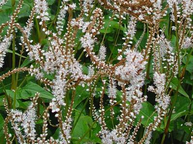 POLYGONUM AMPLEXICAULE 'ALBUM'