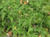 POLYPODIUM VULGARIS