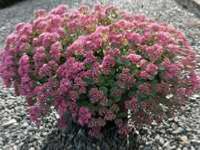 SEDUM CAUTICOLUM ROBUSTUM'