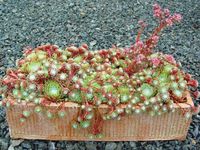 SEMPERVIVUM 'CANDY FLOSS'