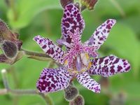 TRICYRTIS FORMOSANA 'DARK BEAUTY'