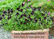 VIOLA 'BOWLES BLACK'