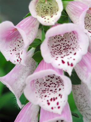 DIGITALIS X MERTONENSIS