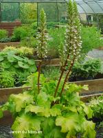 ACANTHUS 'HOLLARD'S GOLD'