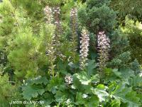 ACANTHUS MOLLIS LATIFOLIUS