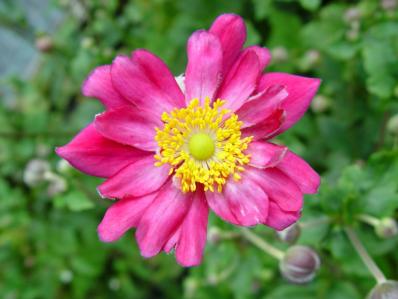 ANEMONE x HYBRIDA 'MARGARETE'