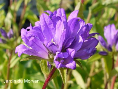 CAMPANULA GLOMERATA ‘EMERALD’