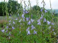 ADENOPHORA 'HEMELSTRALING'