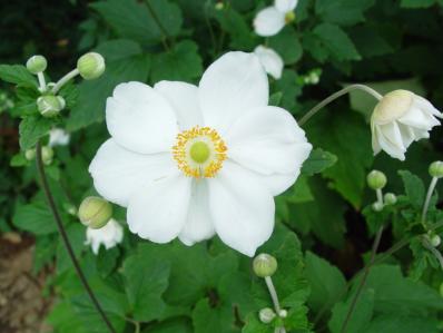 ANEMONE 'HONORINE JOBERT'