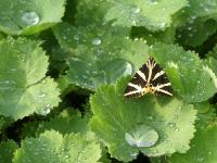 ALCHEMILLA MOLLIS 'ROBUSTA'